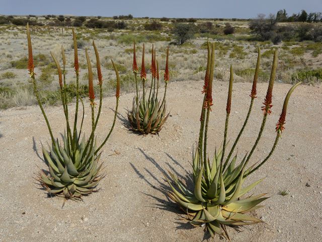 Aloe gariepensis dh (2)